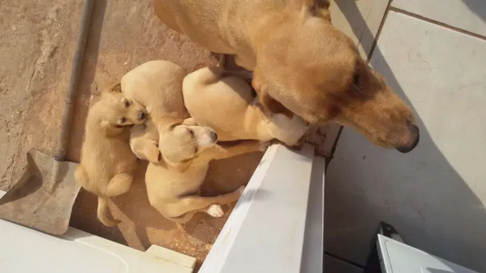 Cachorro raça sem raça definida idade Abaixo de 2 meses nome Mãe chama Clara
