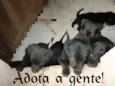 FOFINHOS