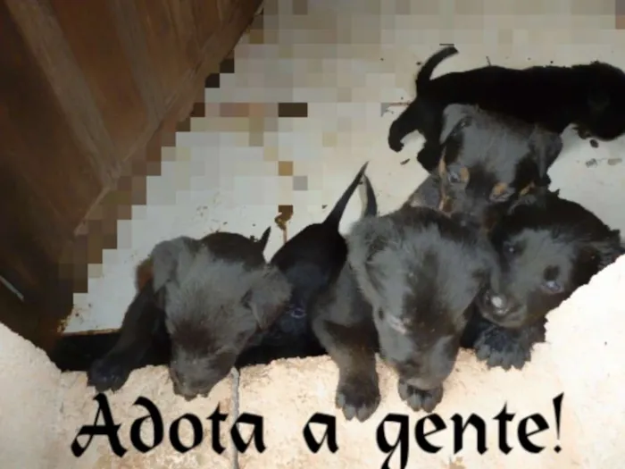 Cachorro raça RAFEIRO/PRETO idade Abaixo de 2 meses nome FOFINHOS