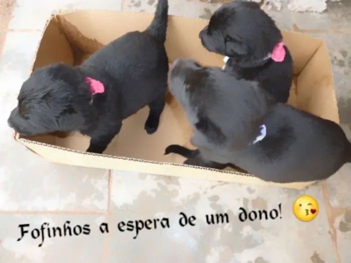 Cachorro raça RAFEIRO/PRETO idade Abaixo de 2 meses nome FOFINHOS