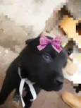 FOFINHOS