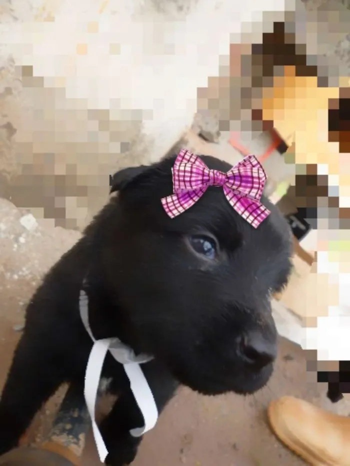 Cachorro raça RAFEIRO/PRETO idade Abaixo de 2 meses nome FOFINHOS