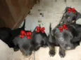 FOFINHOS
