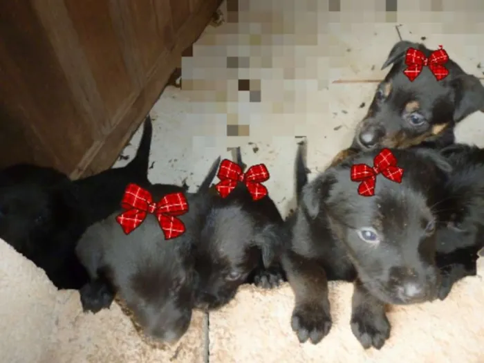 Cachorro raça RAFEIRO/PRETO idade Abaixo de 2 meses nome FOFINHOS