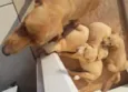 Mãe chama Clara