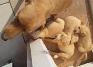 Cachorro raça sem raça definida idade Abaixo de 2 meses nome Mãe chama Clara