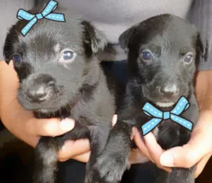 Cachorro raça RAFEIRO/PRETO idade Abaixo de 2 meses nome FOFINHOS