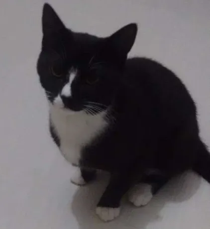 Gato ra a Mestiço  idade 7 a 11 meses nome Frajola