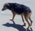 Max e Pedrita