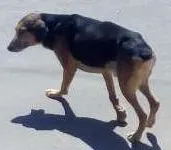 Cachorro raça SRD idade 6 ou mais anos nome Max e Pedrita