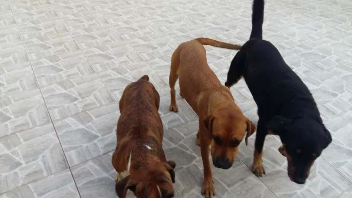 Cachorro raça boxer com vira lata idade 7 a 11 meses nome Megue