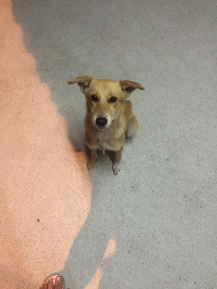 Cachorro ra a Vira-lata  idade 7 a 11 meses nome Mel