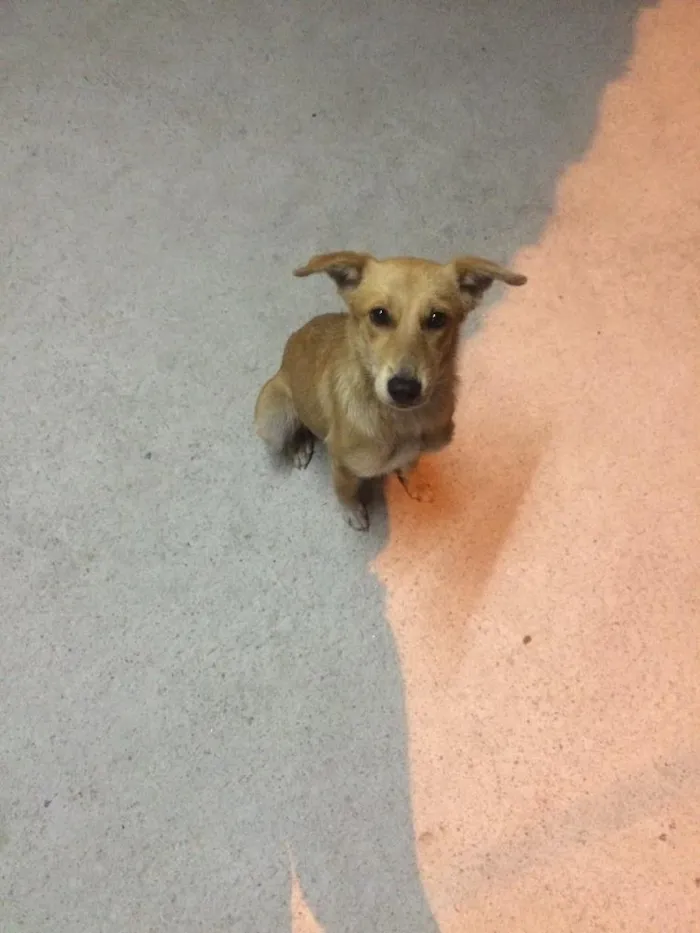Cachorro ra a Vira-lata  idade 7 a 11 meses nome Mel