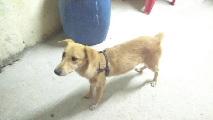 Cachorro ra a Vira-lata  idade 7 a 11 meses nome Mel