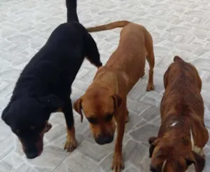 Cachorro raça boxer com vira lata idade 7 a 11 meses nome Megue