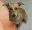 Mel