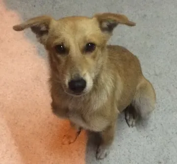 Cachorro ra a Vira-lata  idade 7 a 11 meses nome Mel