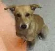 Cachorro raça Vira-lata  idade 7 a 11 meses nome Mel