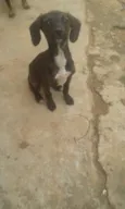 não tem 