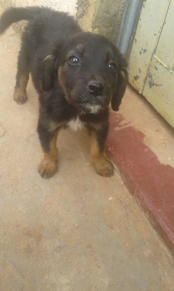 Cachorro ra a indefinida idade 2 a 6 meses nome não tem 