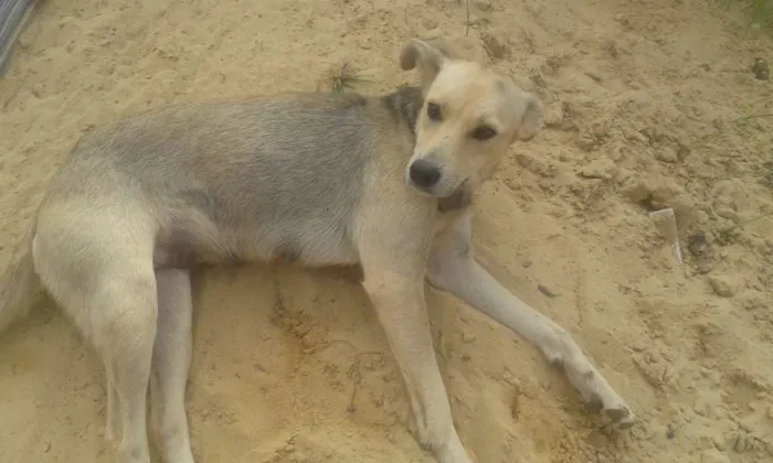 Cachorro ra a indefinida idade 2 a 6 meses nome não tem 