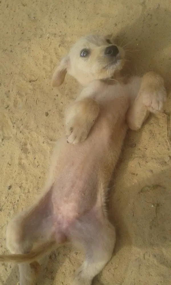 Cachorro ra a indefinida idade 2 a 6 meses nome não tem 
