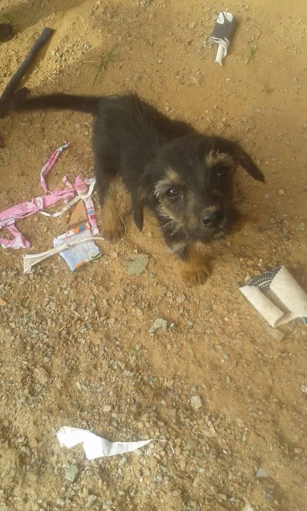 Cachorro ra a indefinida idade 2 a 6 meses nome não tem 