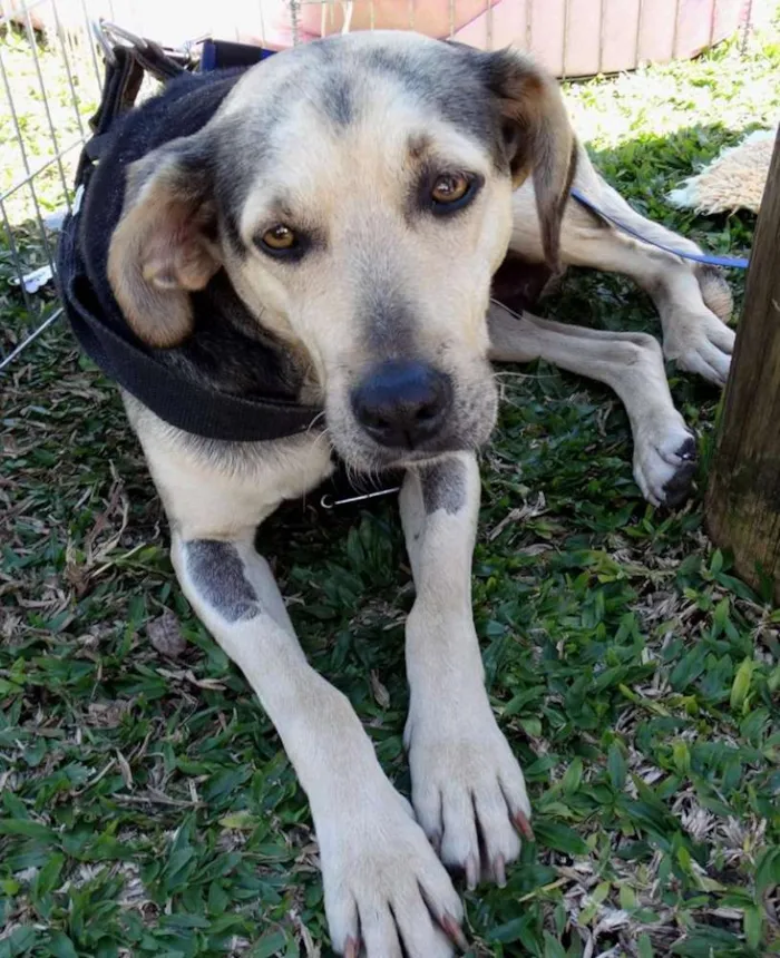 Cachorro ra a SRD idade 3 anos nome Olivia
