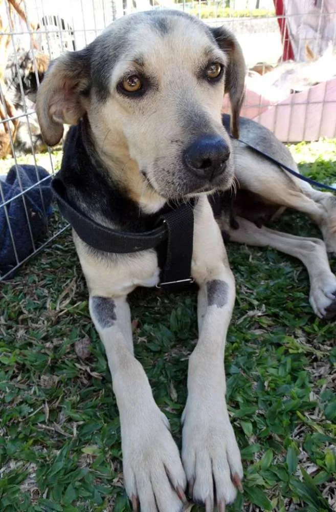 Cachorro ra a SRD idade 3 anos nome Olivia