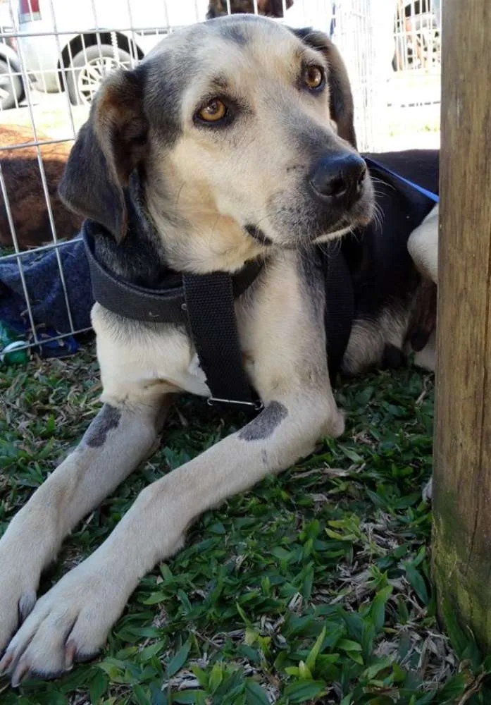 Cachorro ra a SRD idade 3 anos nome Olivia