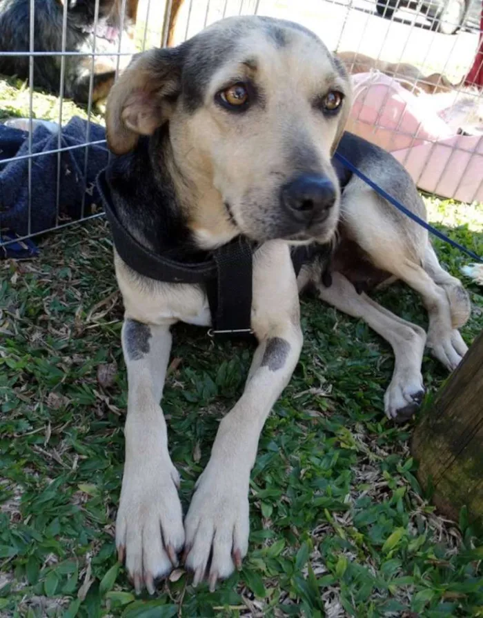 Cachorro ra a SRD idade 3 anos nome Olivia