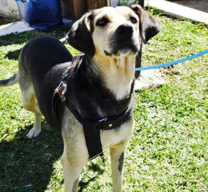 Cachorro ra a SRD idade 3 anos nome Olivia