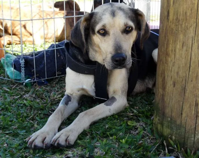 Cachorro ra a SRD idade 3 anos nome Olivia
