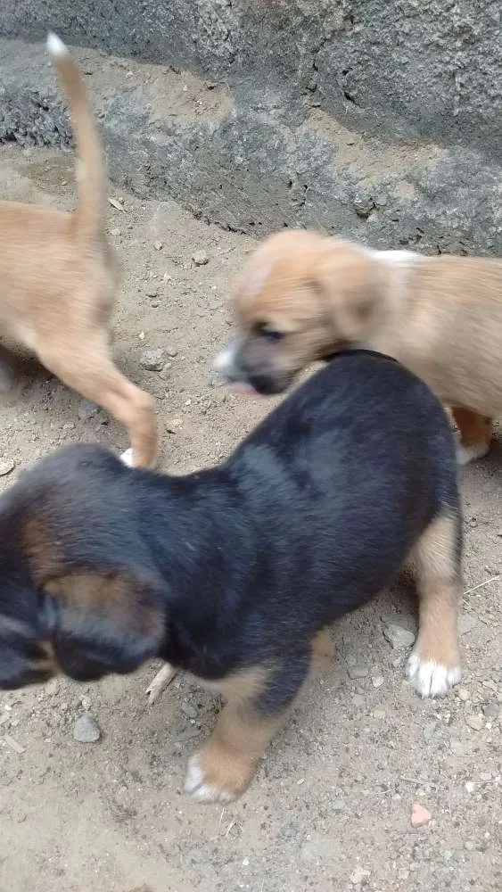Cachorro raça sem raça idade Abaixo de 2 meses nome nenhum