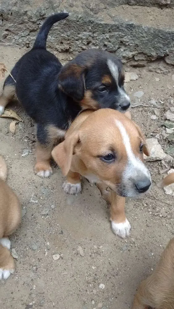 Cachorro raça sem raça idade Abaixo de 2 meses nome nenhum