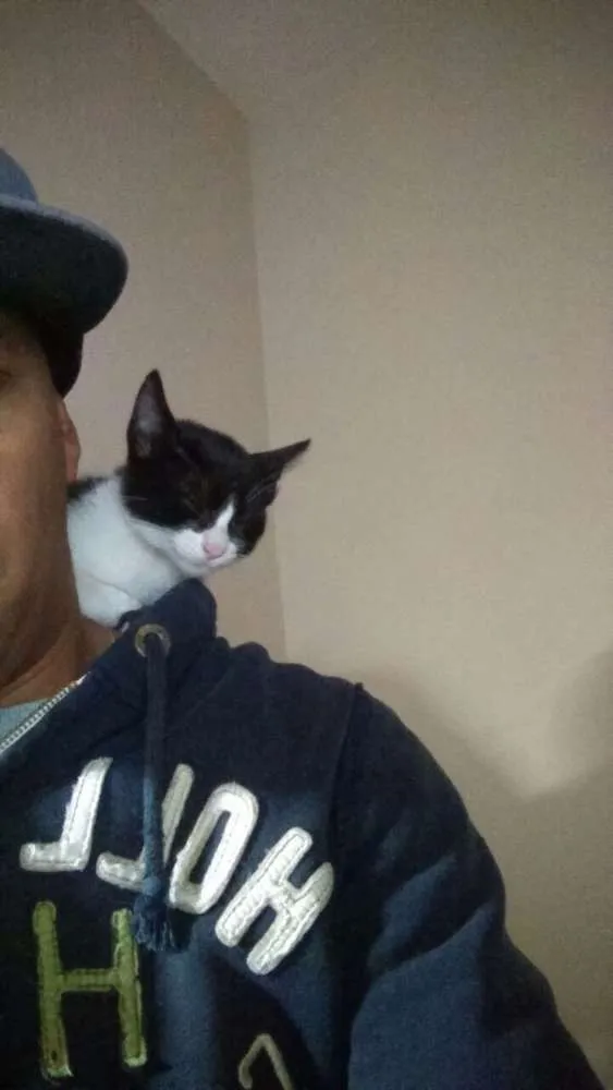 Gato ra a SRD idade 2 a 6 meses nome Frajola