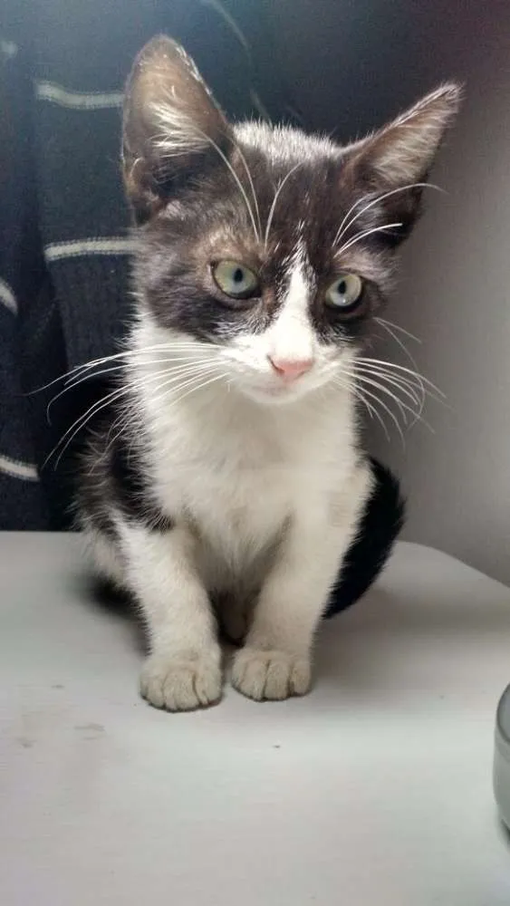 Gato ra a SRD idade 2 a 6 meses nome Frajola