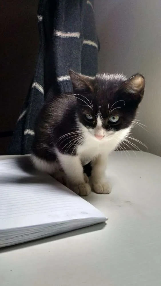 Gato ra a SRD idade 2 a 6 meses nome Frajola