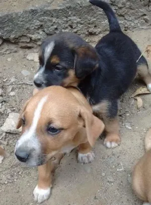 Cachorro raça sem raça idade Abaixo de 2 meses nome nenhum