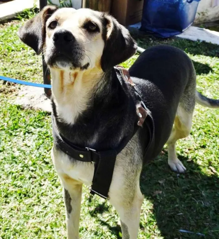 Cachorro ra a SRD idade 3 anos nome Olivia