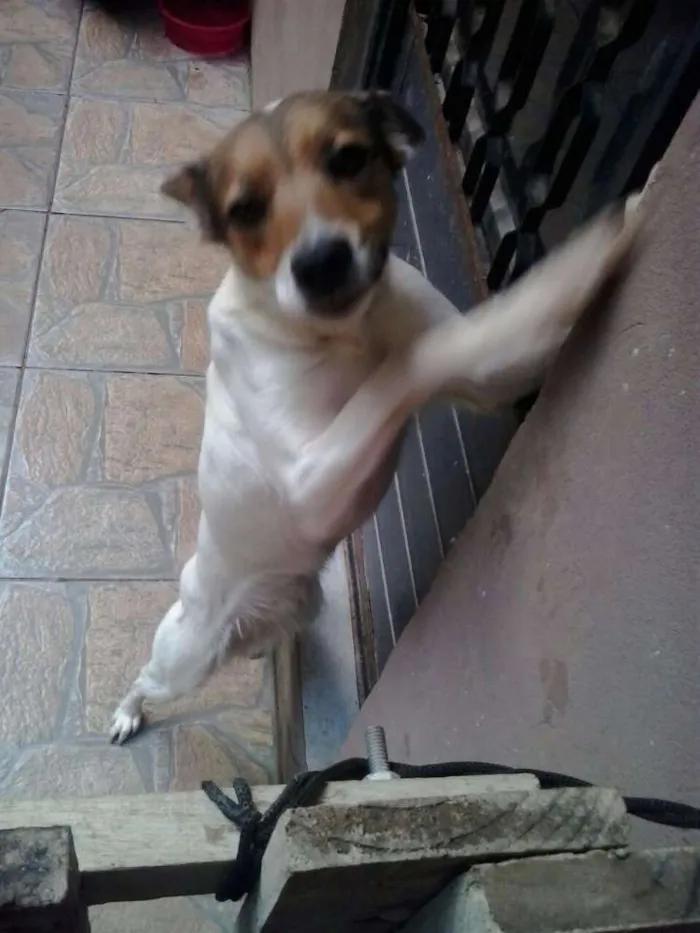 Cachorro ra a SRD idade 2 anos nome Megui