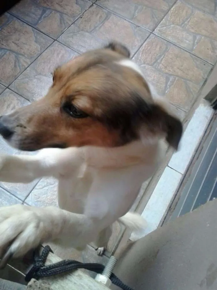 Cachorro ra a SRD idade 2 anos nome Megui