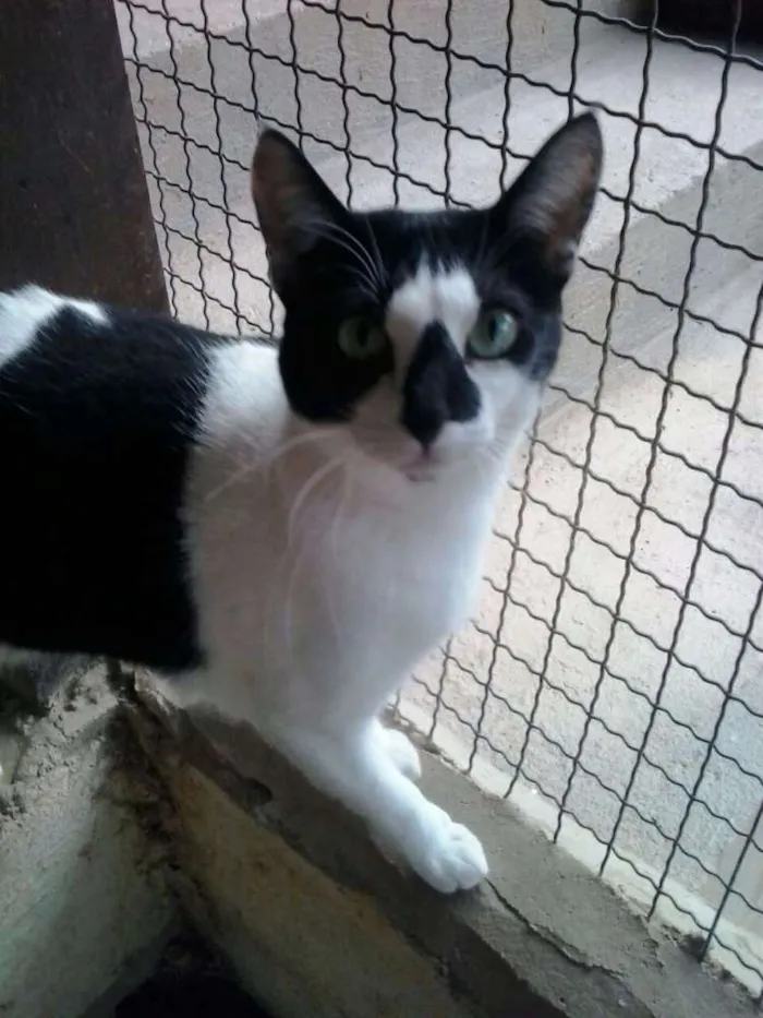 Gato ra a SRD idade 2 anos nome Berinjela