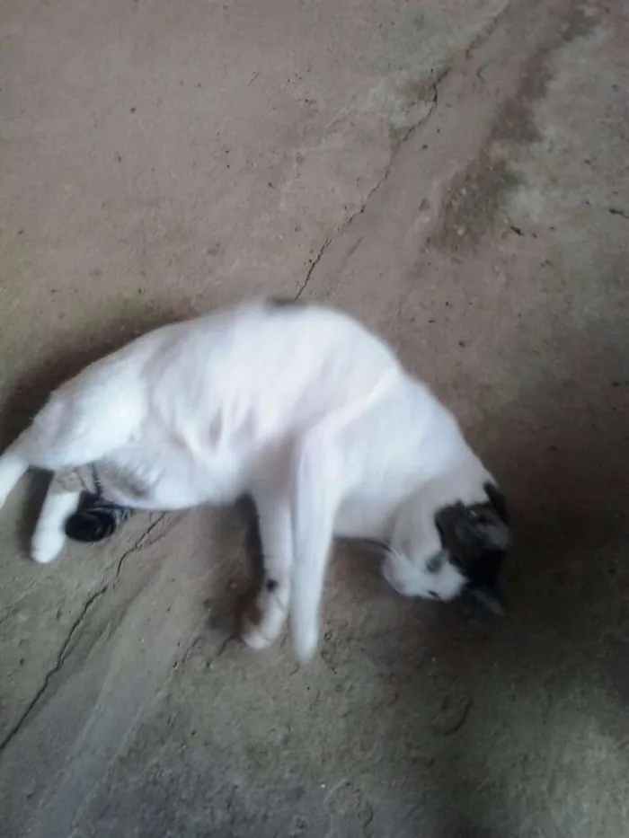 Gato ra a SRD idade 2 anos nome Azeitona
