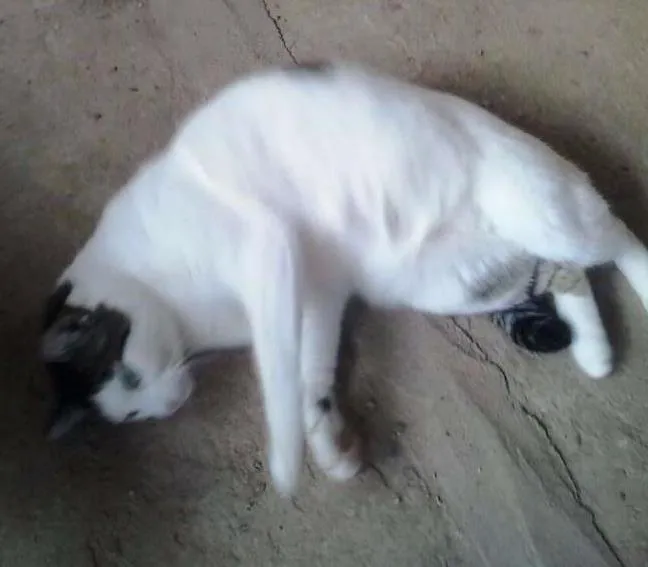 Gato ra a SRD idade 2 anos nome Azeitona