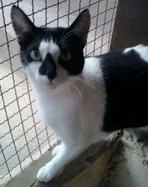 Gato raça SRD idade 2 anos nome Berinjela