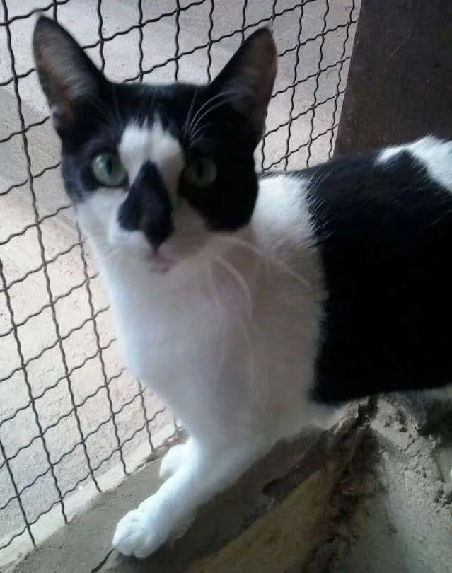 Gato ra a SRD idade 2 anos nome Berinjela