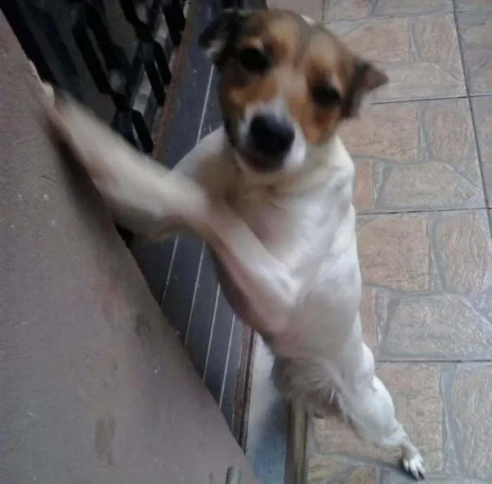 Cachorro ra a SRD idade 2 anos nome Megui