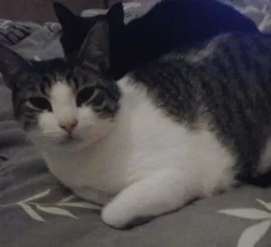 Gato raça SRD idade 1 ano nome Marujo