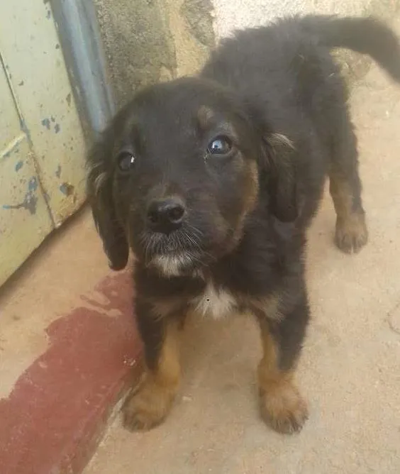 Cachorro ra a indefinida idade 2 a 6 meses nome não tem 